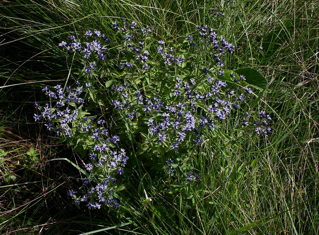 Haumaniastrum dissitifolium Haumaniastrum dissitifolium