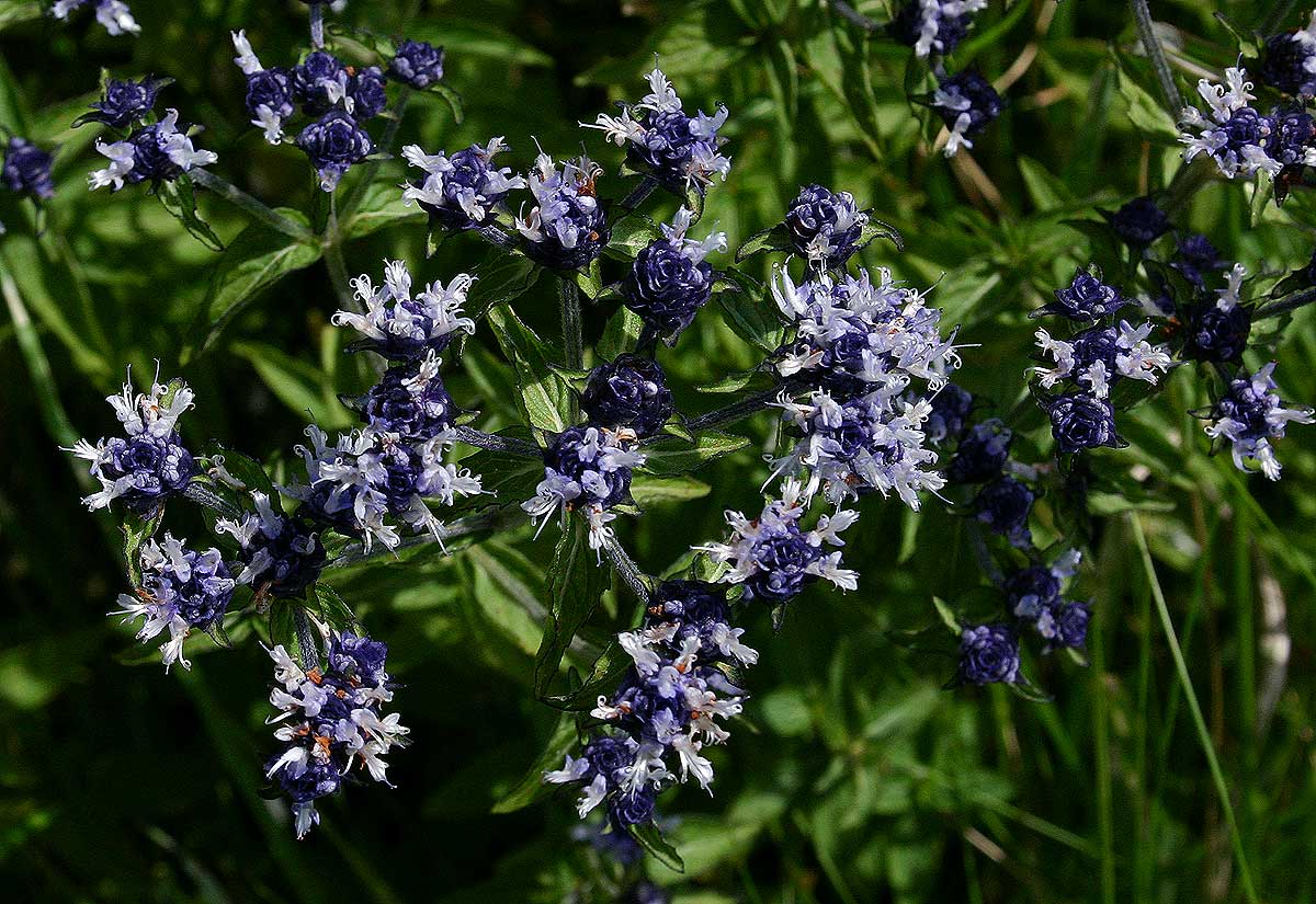 Haumaniastrum dissitifolium Haumaniastrum dissitifolium