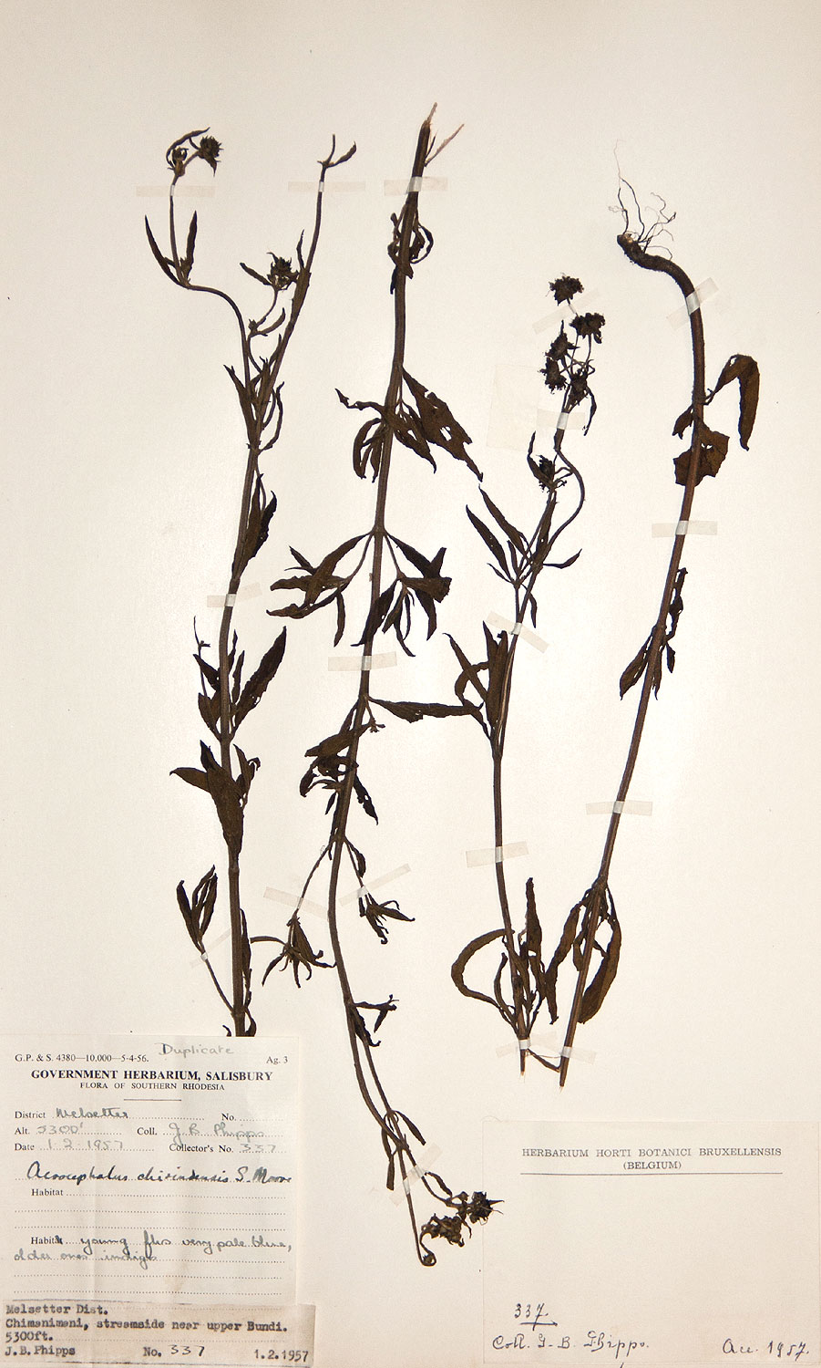 Haumaniastrum dissitifolium