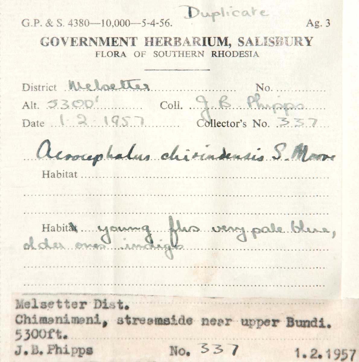 Haumaniastrum dissitifolium