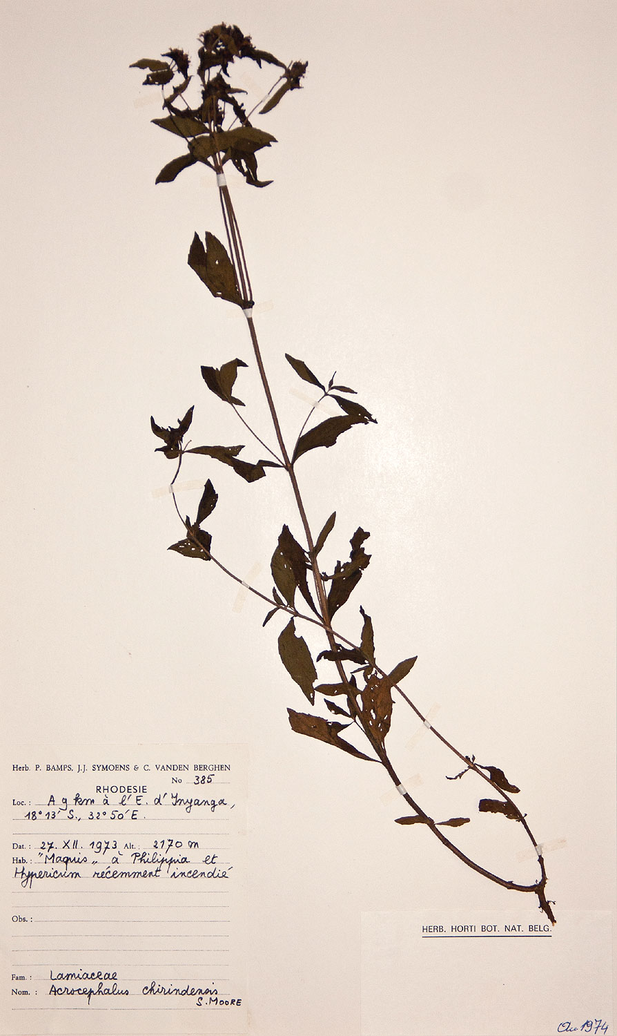 Haumaniastrum dissitifolium