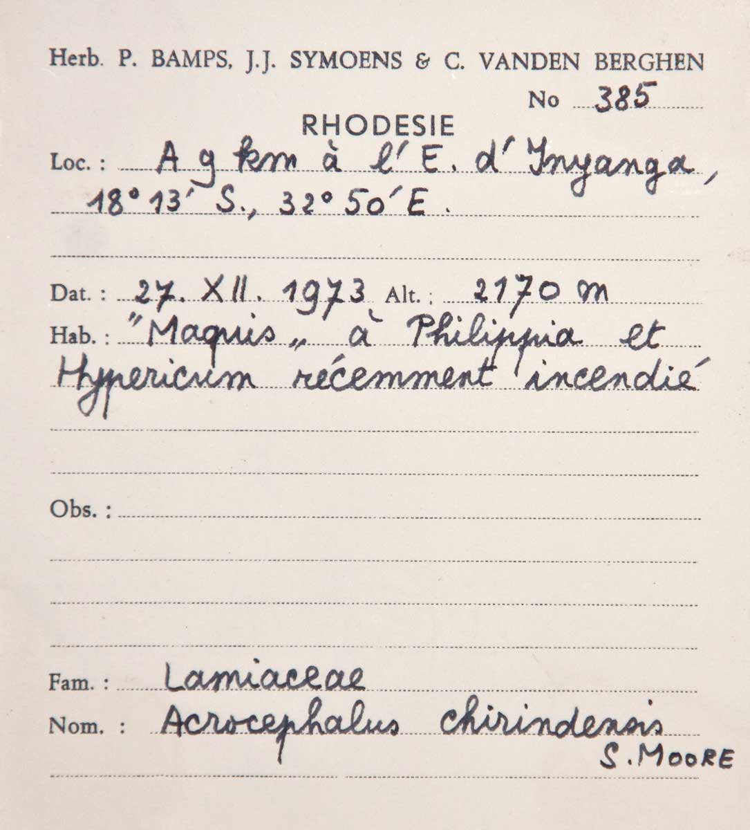 Haumaniastrum dissitifolium