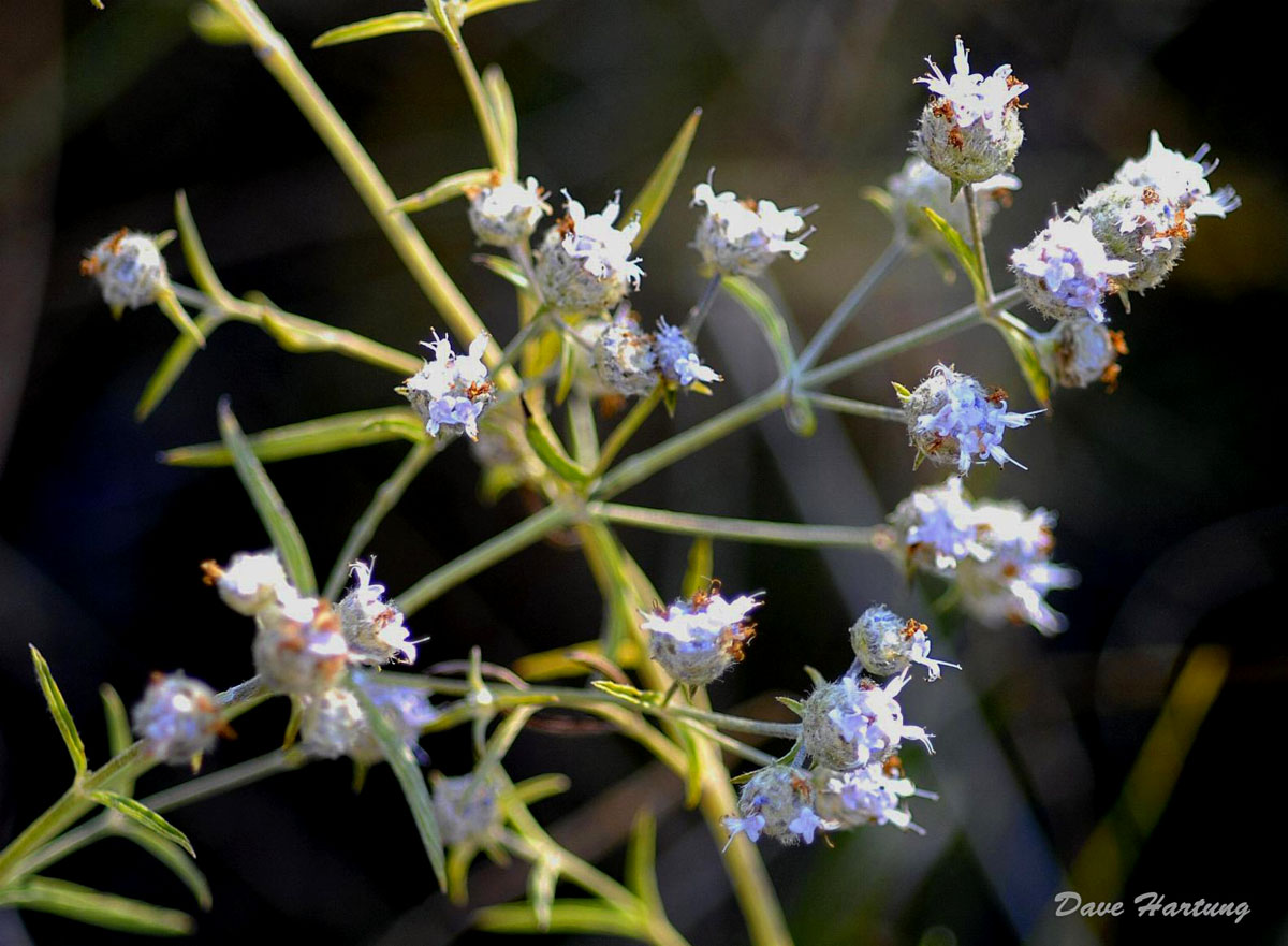 Haumaniastrum sericeum