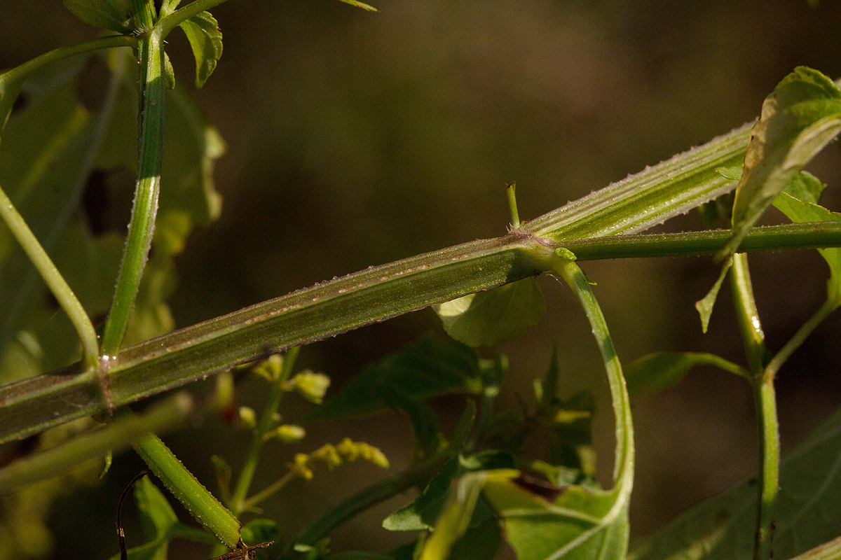 Basilicum polystachyon