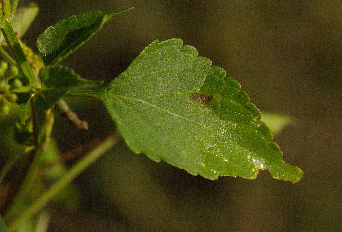 Basilicum polystachyon