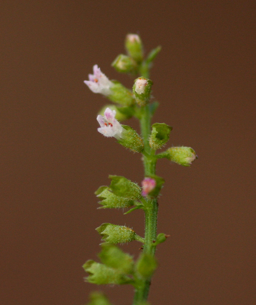 Basilicum polystachyon Basilicum polystachyon