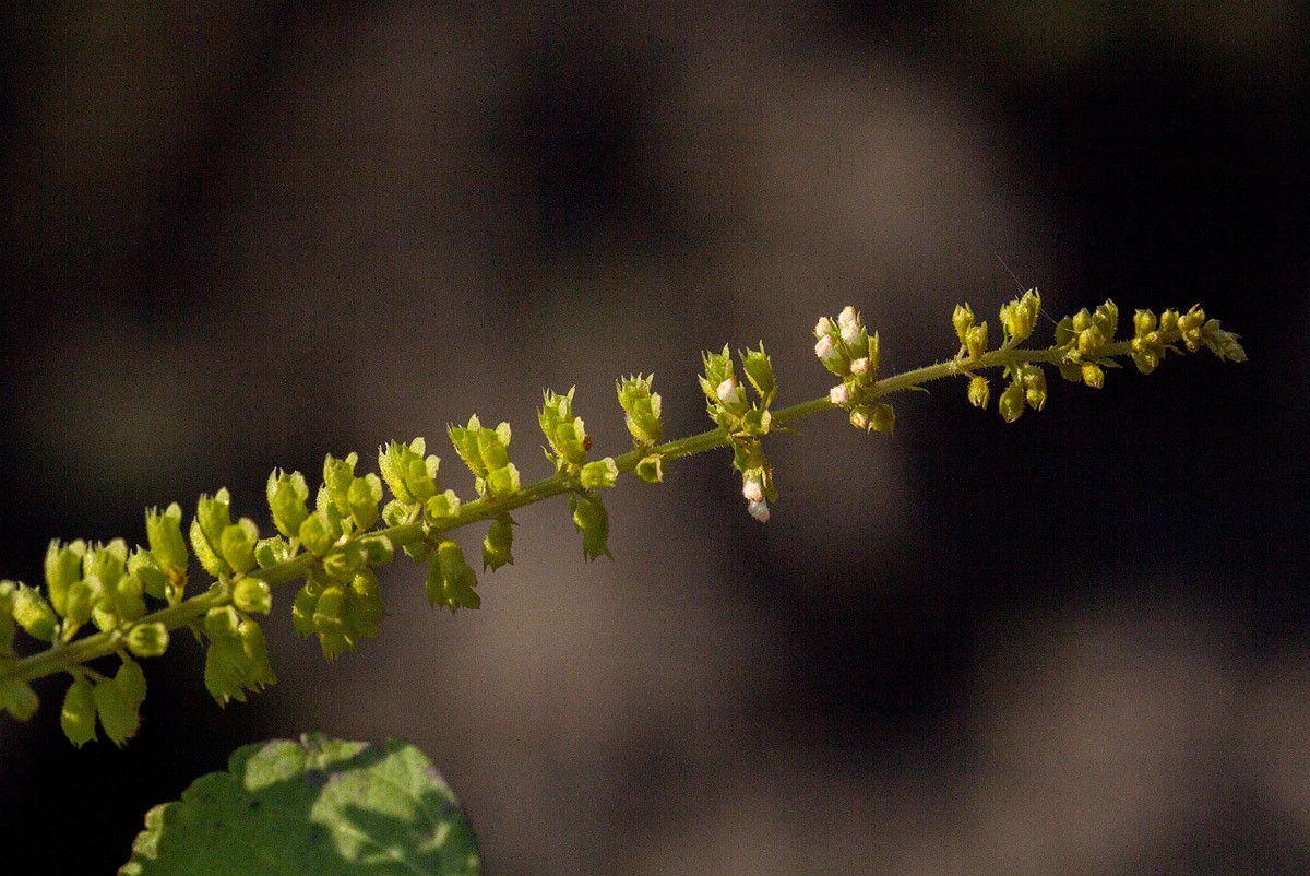 Basilicum polystachyon