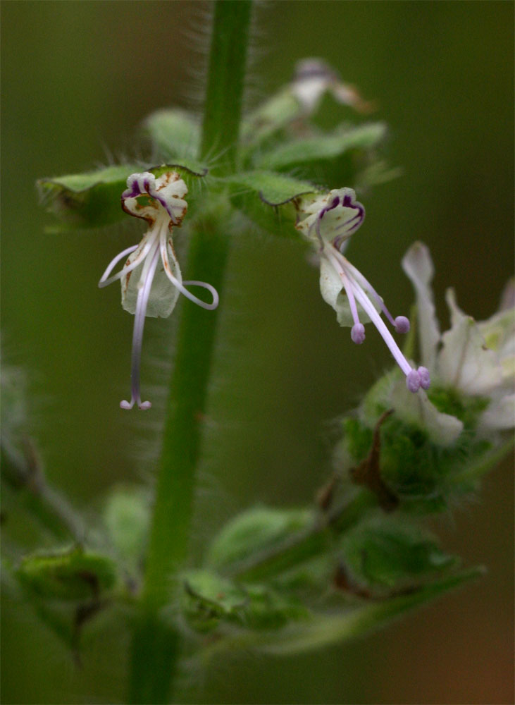 Syncolostemon bracteosus Syncolostemon bracteosus