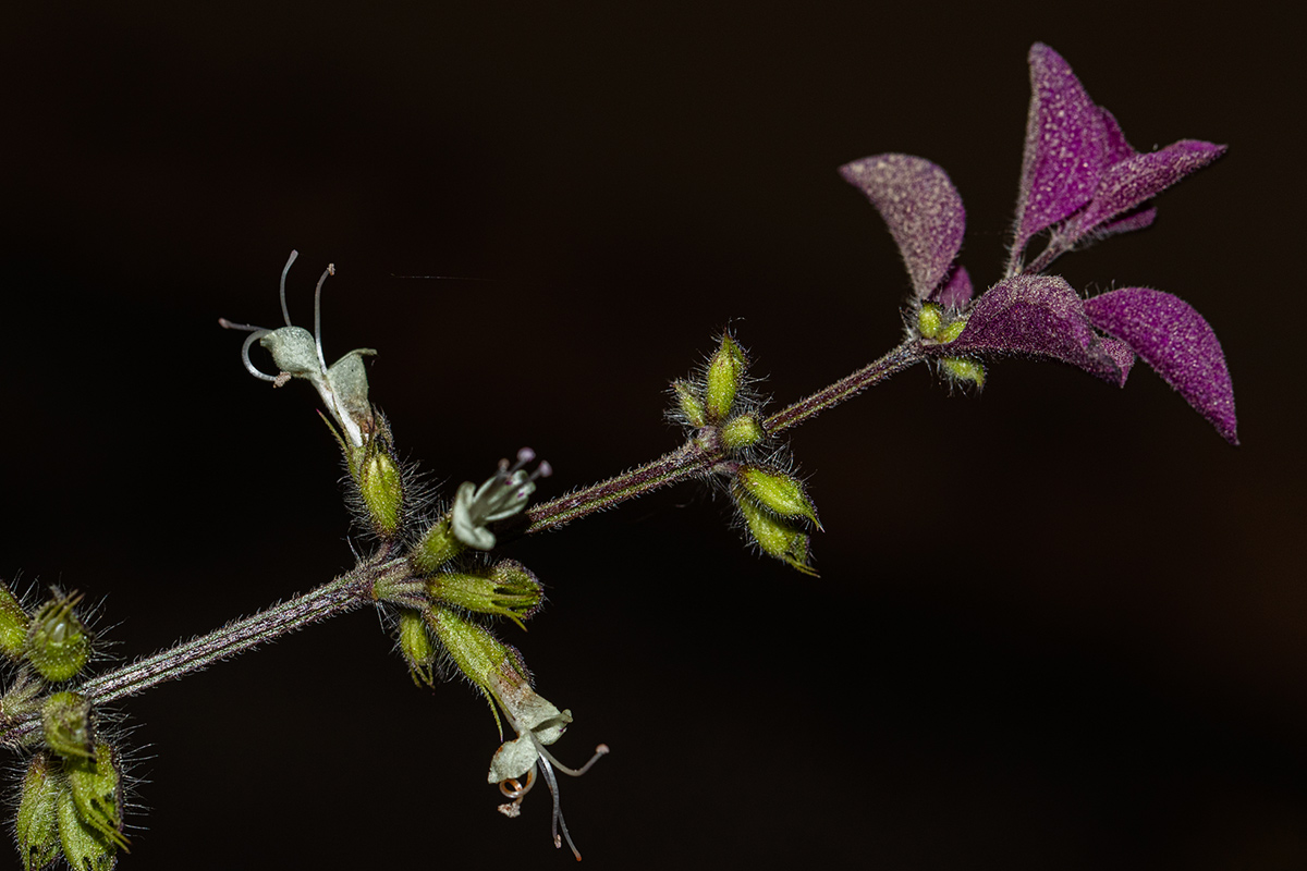 Syncolostemon bracteosus Syncolostemon bracteosus