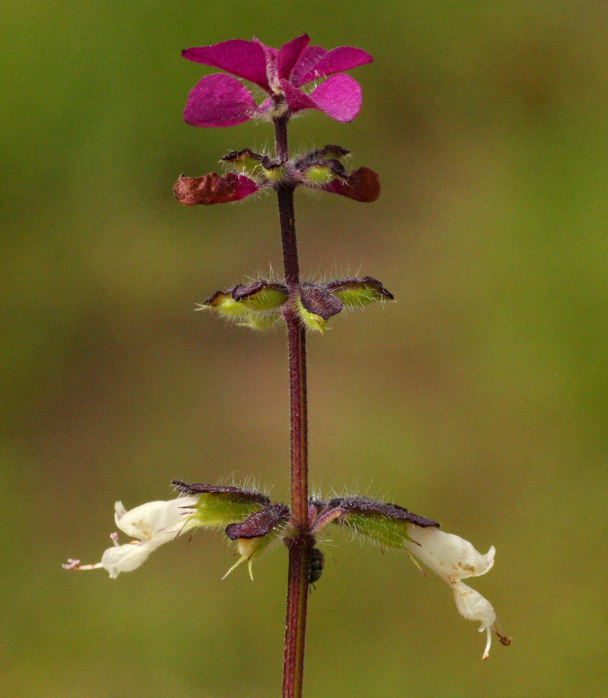 Syncolostemon bracteosus