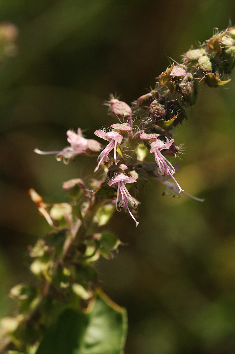 Ocimum americanum