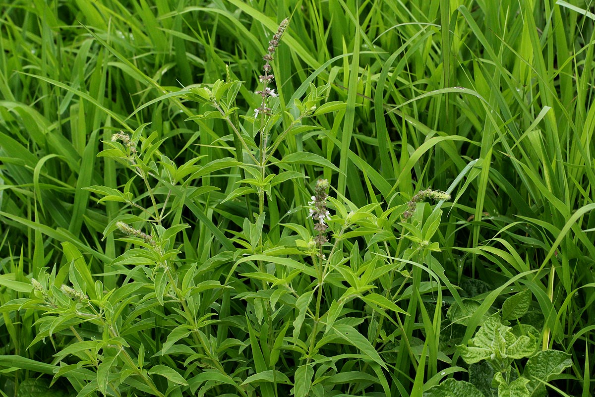 Ocimum americanum