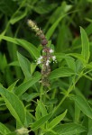 Ocimum americanum