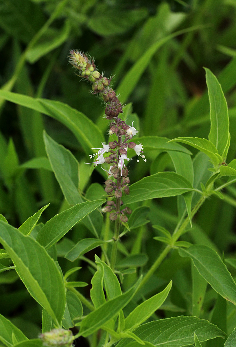 Ocimum americanum