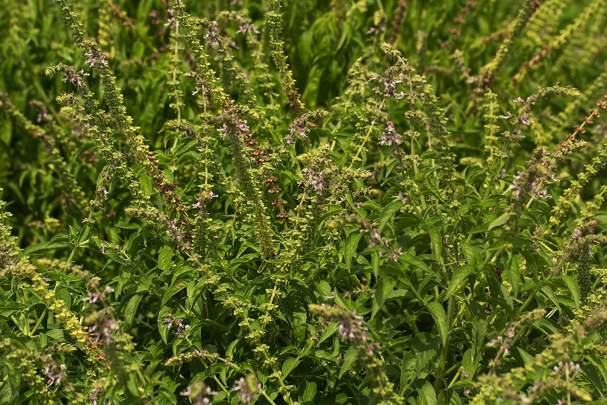 Ocimum americanum