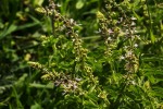 Ocimum americanum