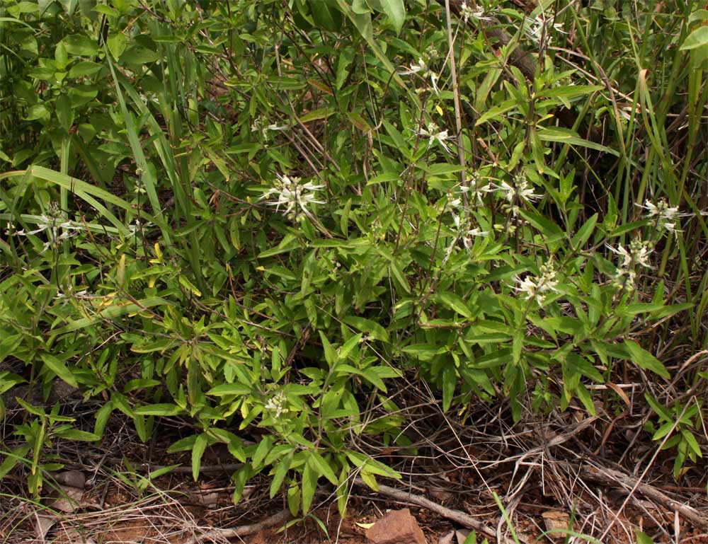 Ocimum filamentosum