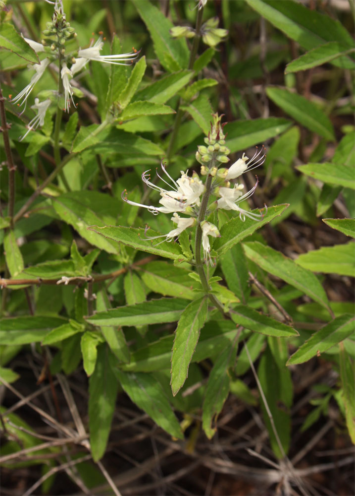 Ocimum filamentosum