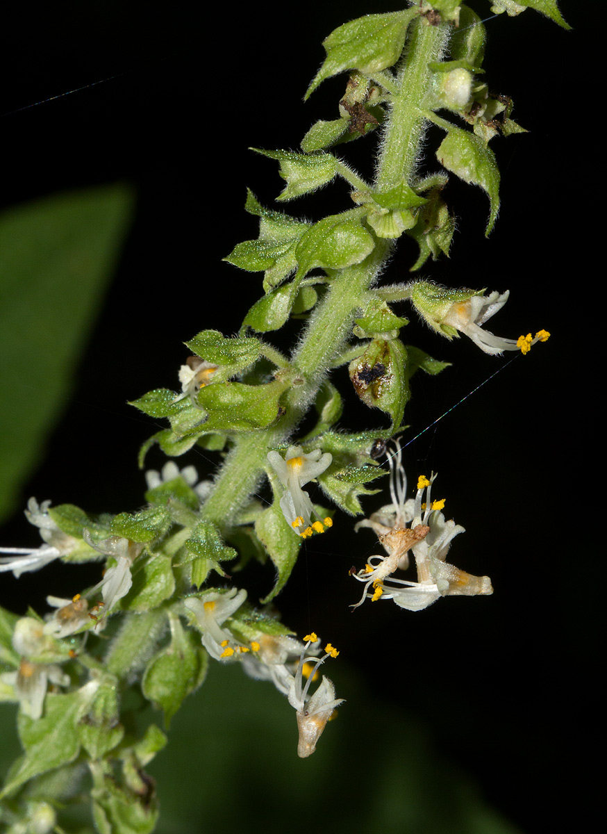 Ocimum gratissimum subsp. gratissimum var. gratissimum Ocimum gratissimum subsp. gratissimum var. gratissimum
