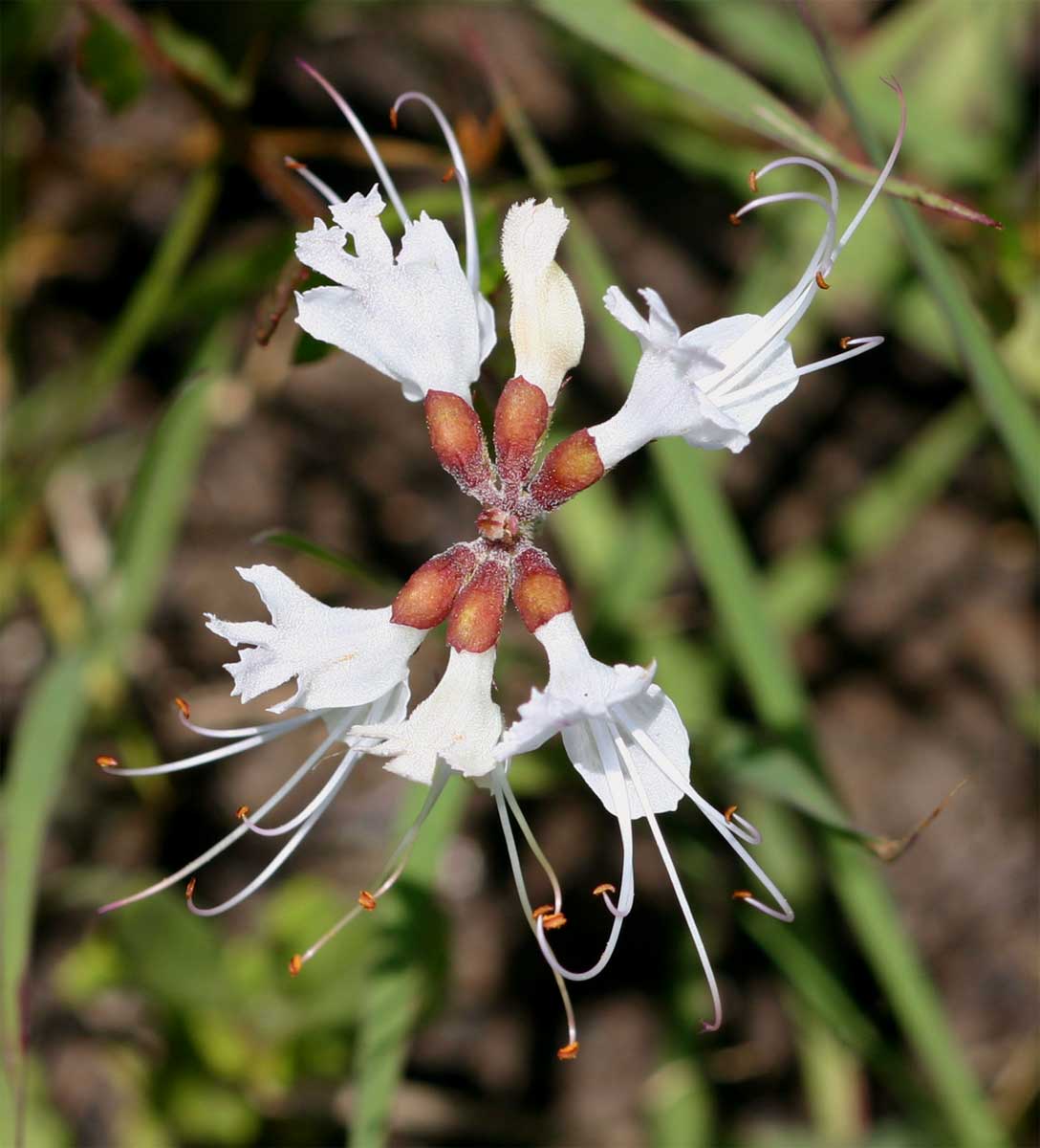 Ocimum obovatum subsp. obovatum var. obovatum