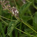 Orthosiphon schimperi