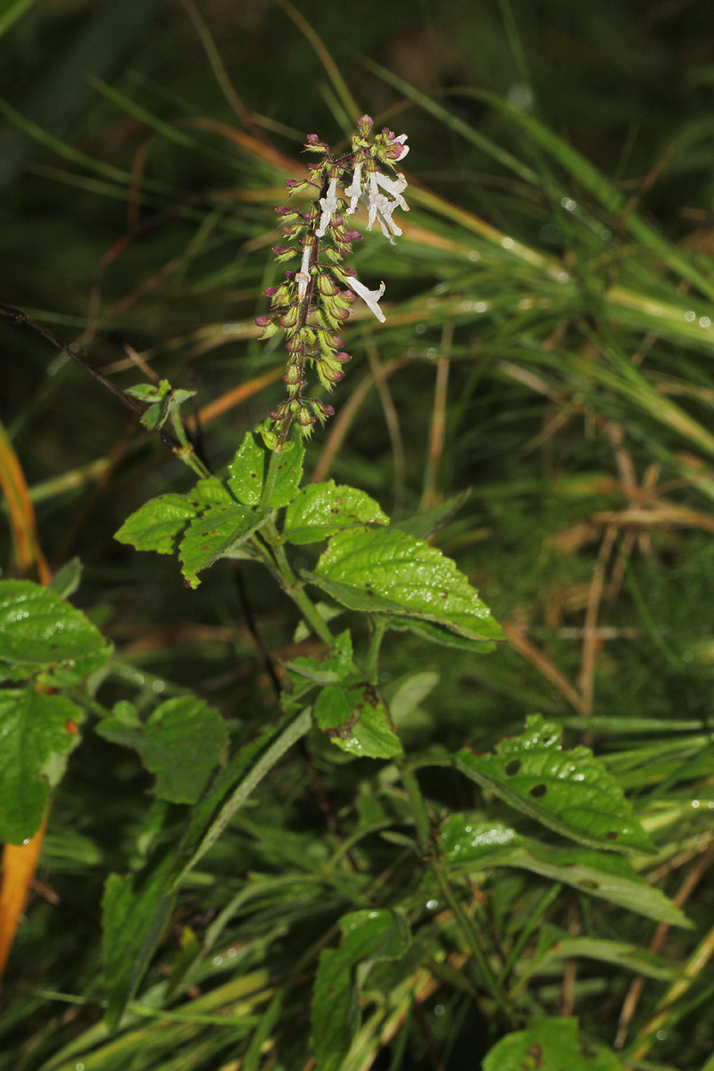 Orthosiphon schimperi Orthosiphon schimperi