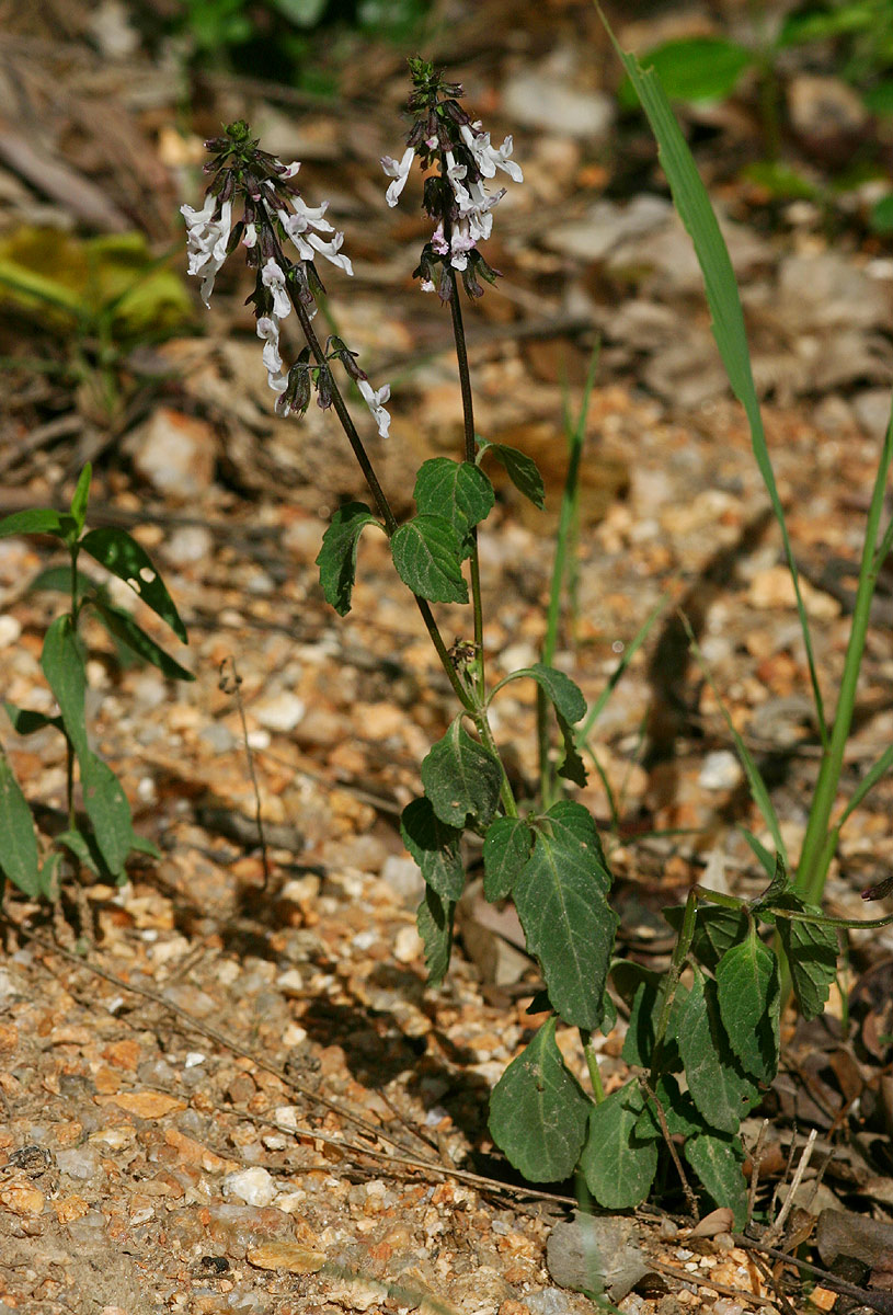 Orthosiphon thymiflorus