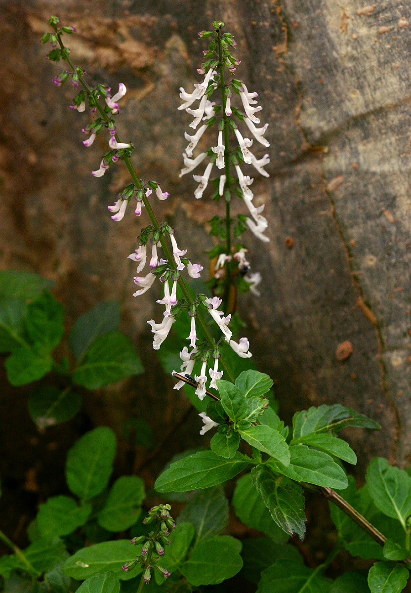 Orthosiphon thymiflorus