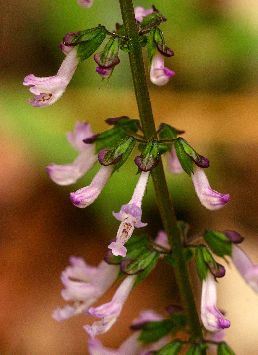 Orthosiphon thymiflorus Orthosiphon thymiflorus