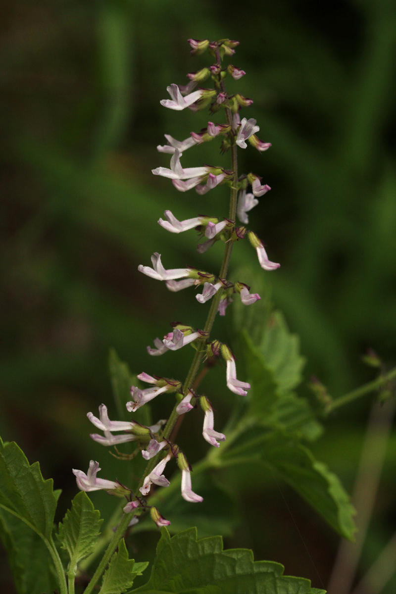Orthosiphon thymiflorus