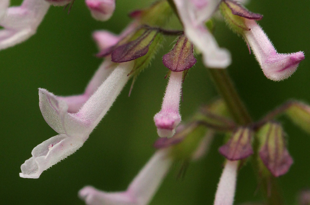 Orthosiphon thymiflorus Orthosiphon thymiflorus