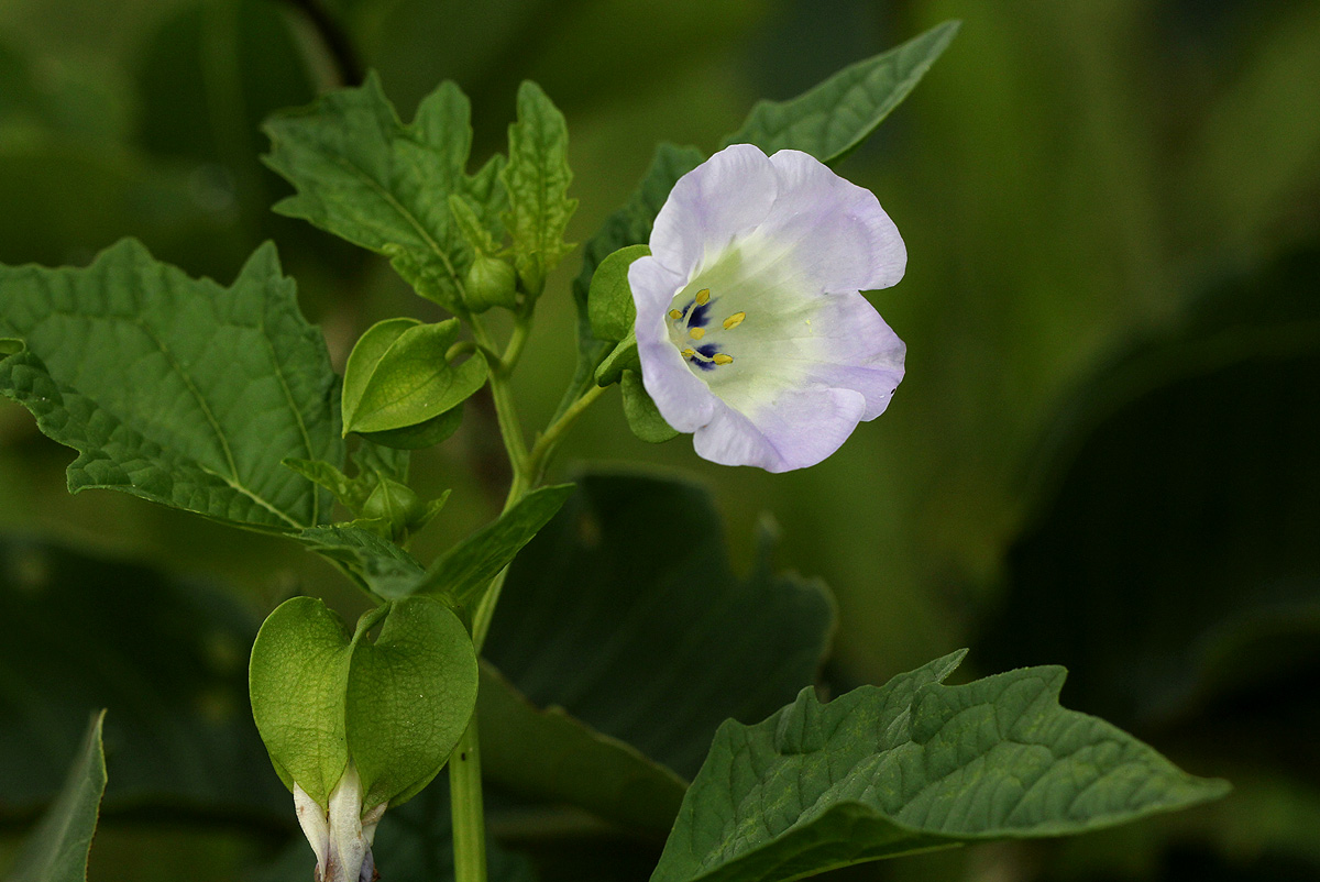 Nicandra physalodes