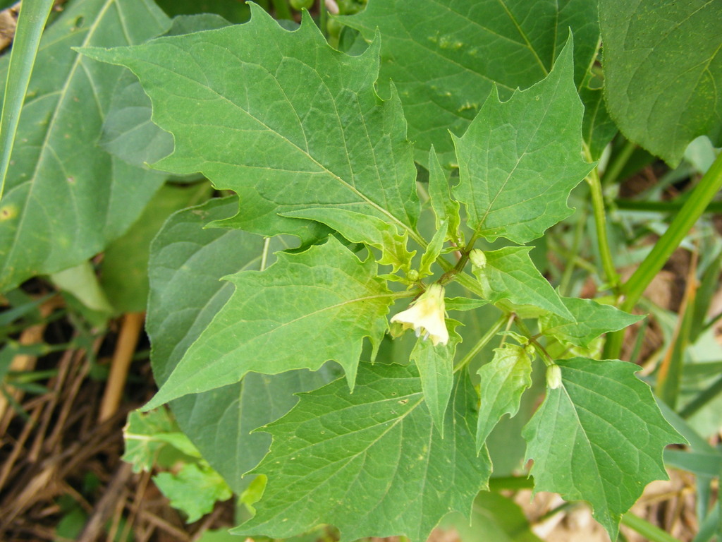 Physalis angulata