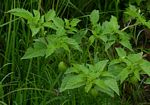 Physalis philadelphica