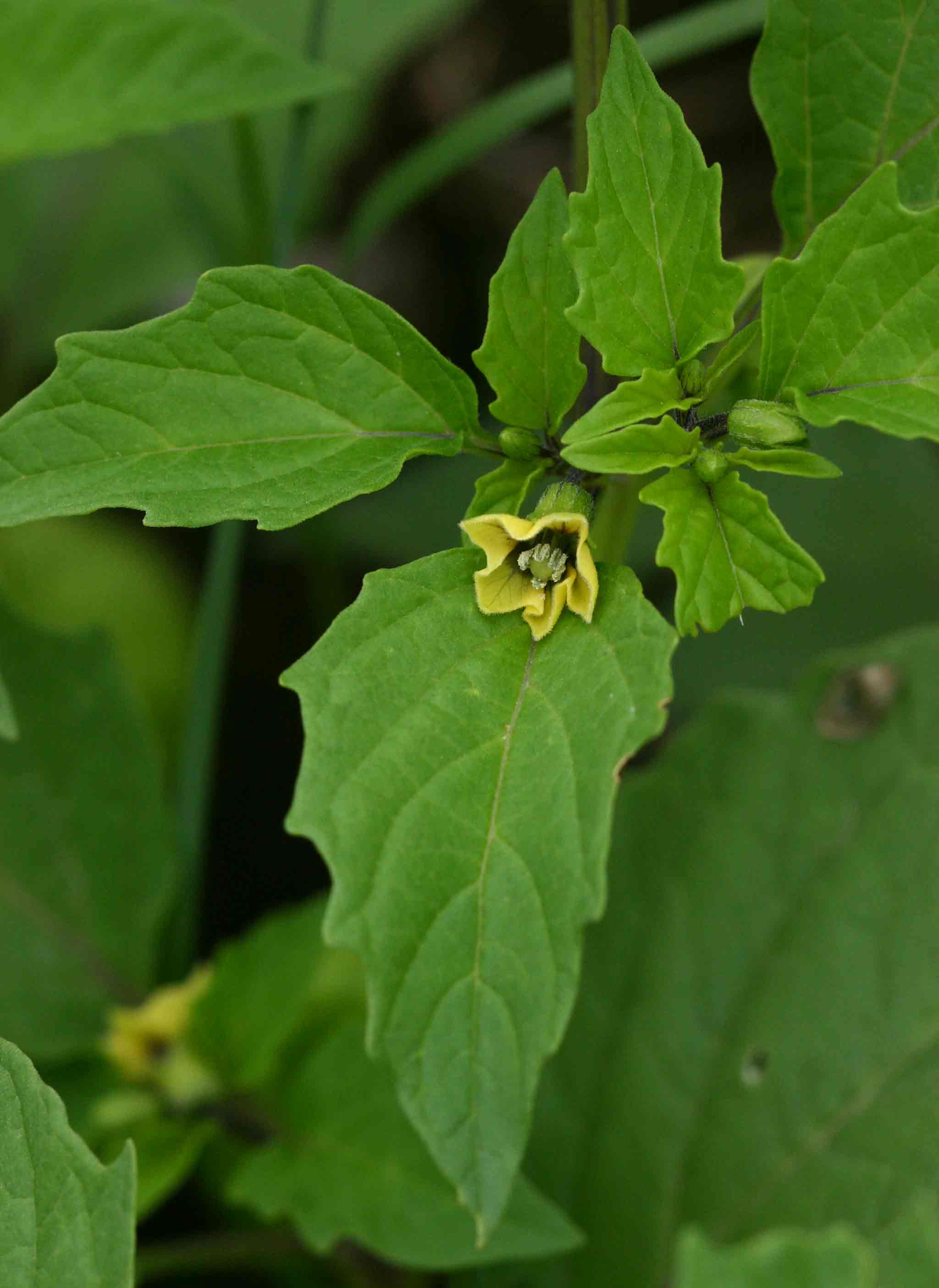 Physalis philadelphica