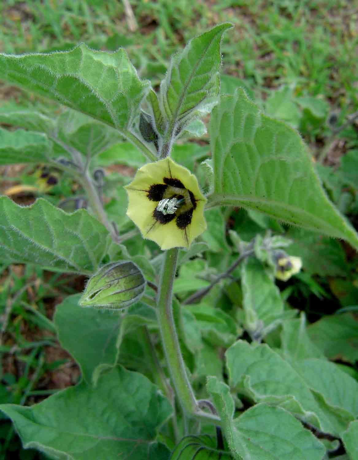 Physalis peruviana