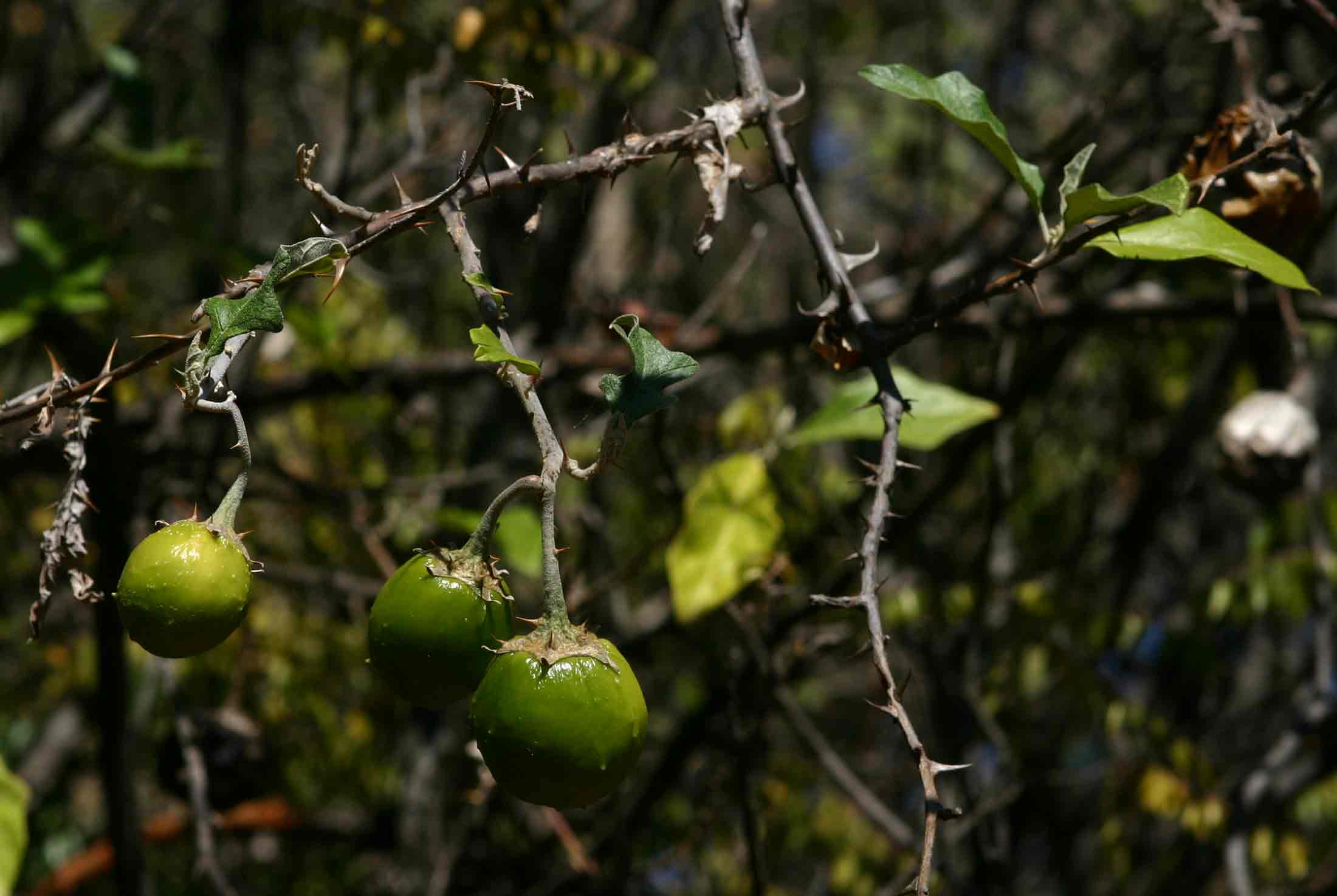 Solanum aculeastrum var. aculeastrum