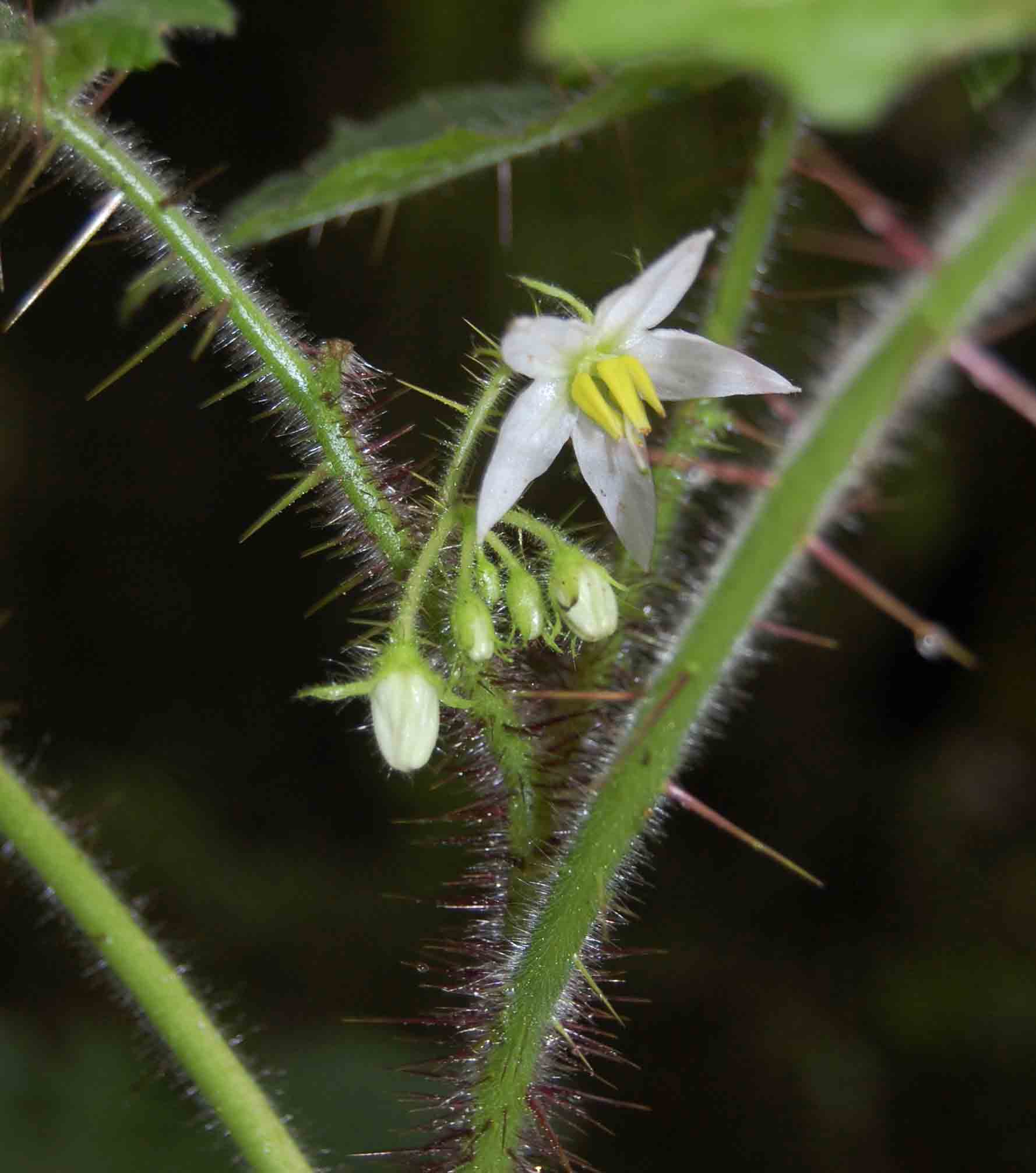 Solanum aculeatissimum