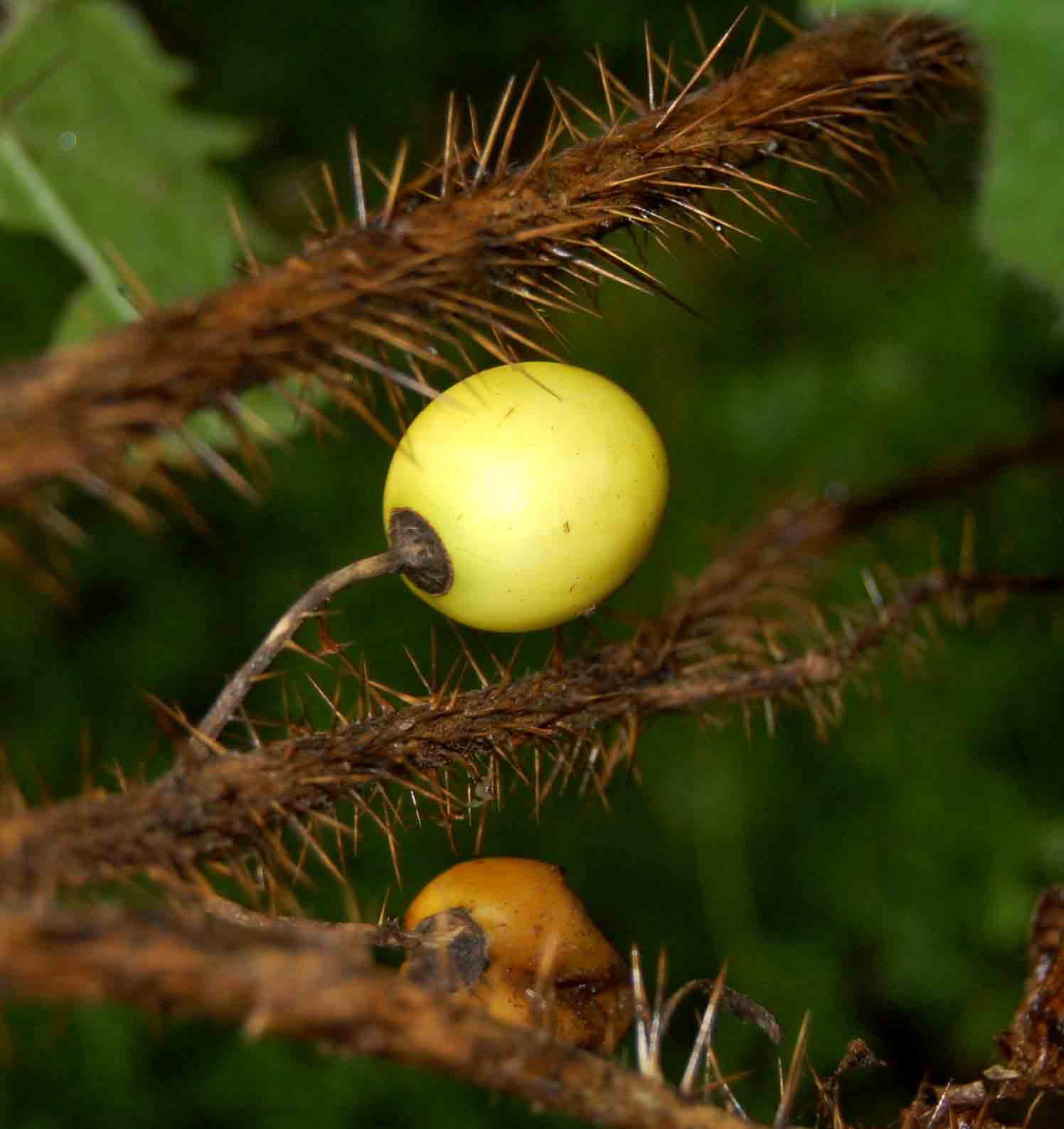 Solanum aculeatissimum