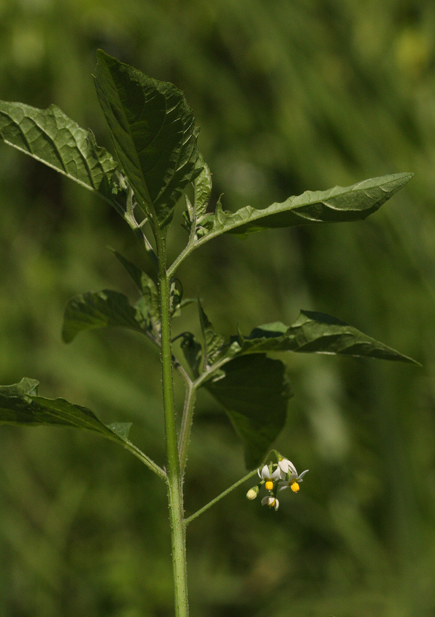 Solanum americanum
