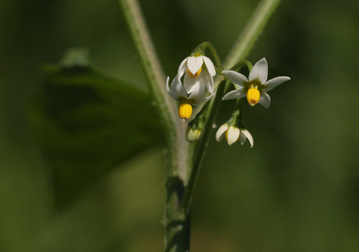 Solanum americanum