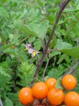 Solanum anguivi