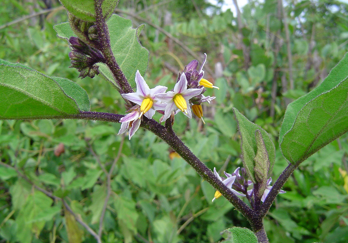 Solanum anguivi