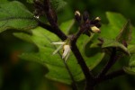 Solanum anguivi