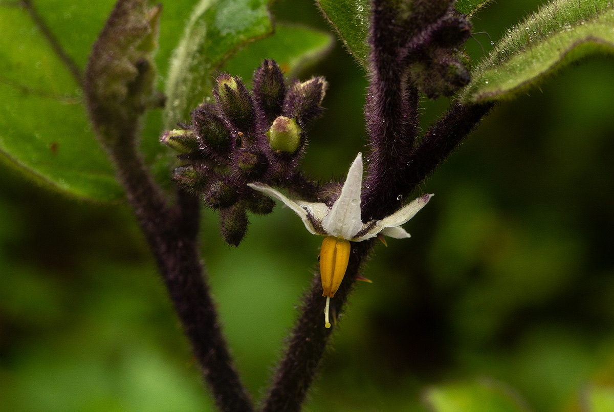 Solanum anguivi
