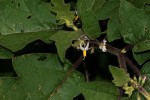 Solanum anguivi
