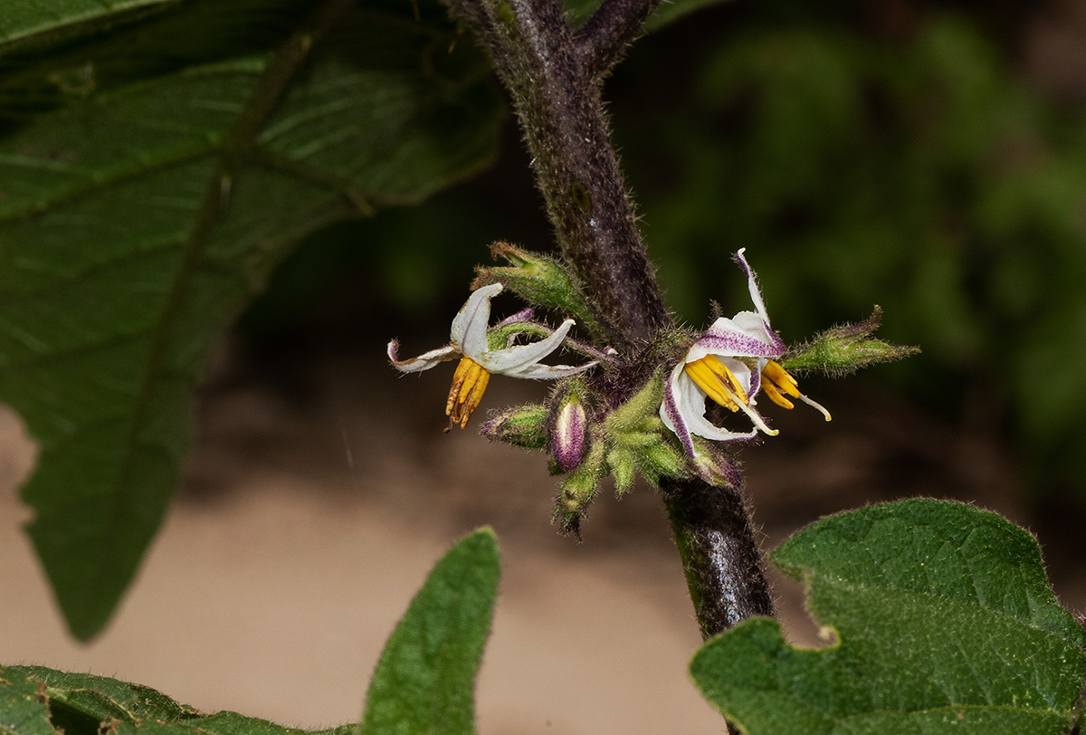 Solanum anguivi