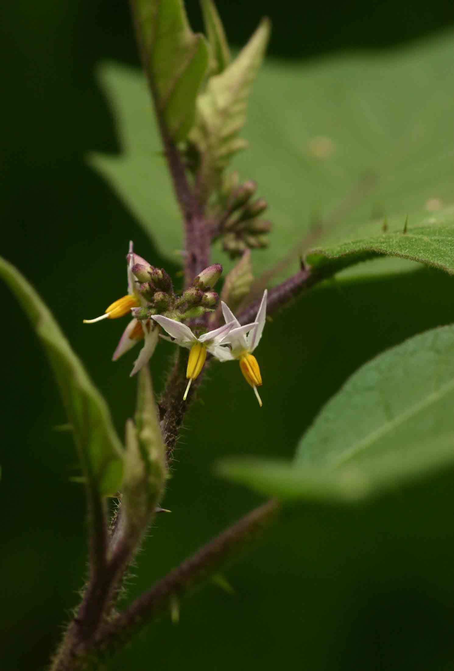 Solanum anguivi