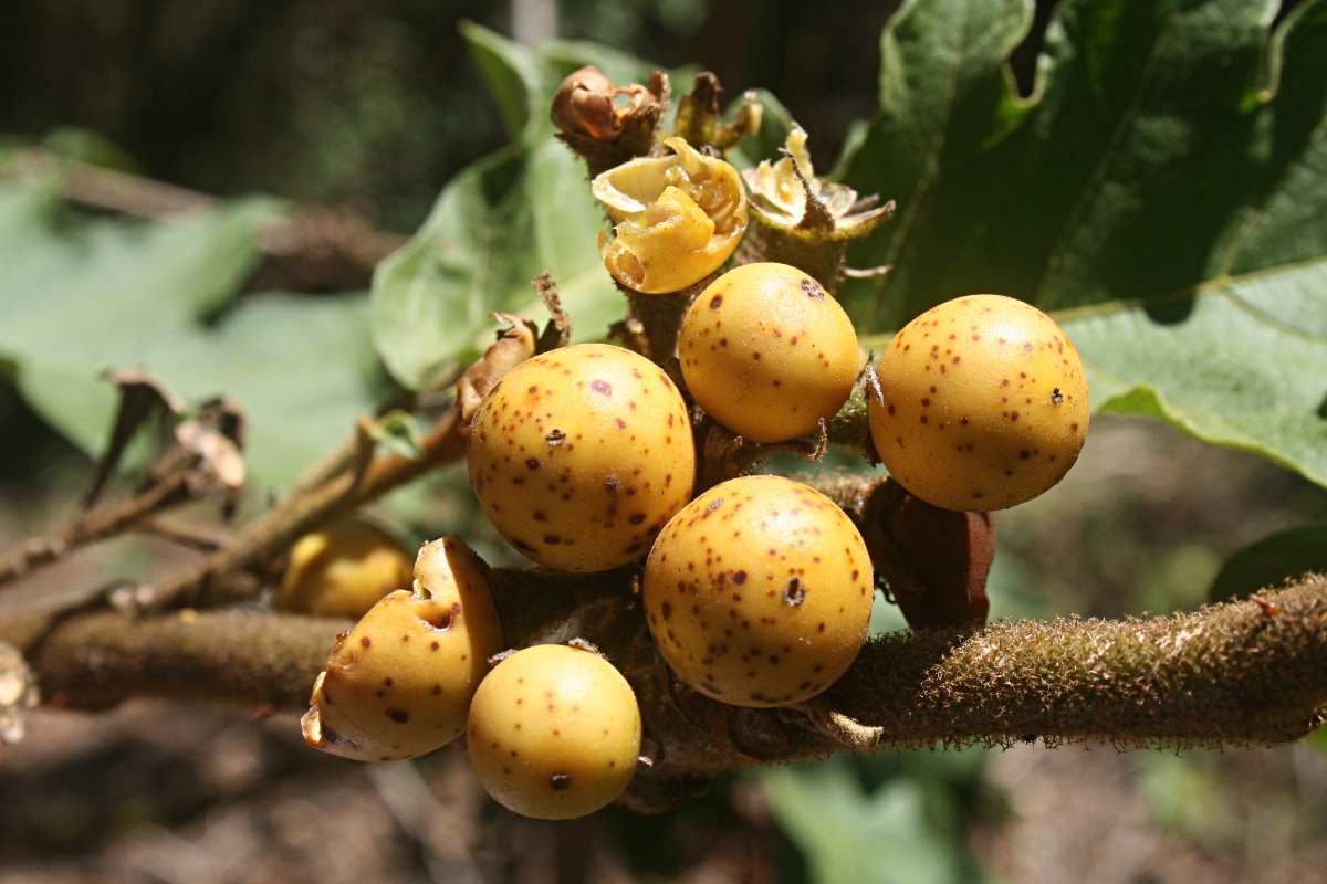 Solanum chrysotrichum
