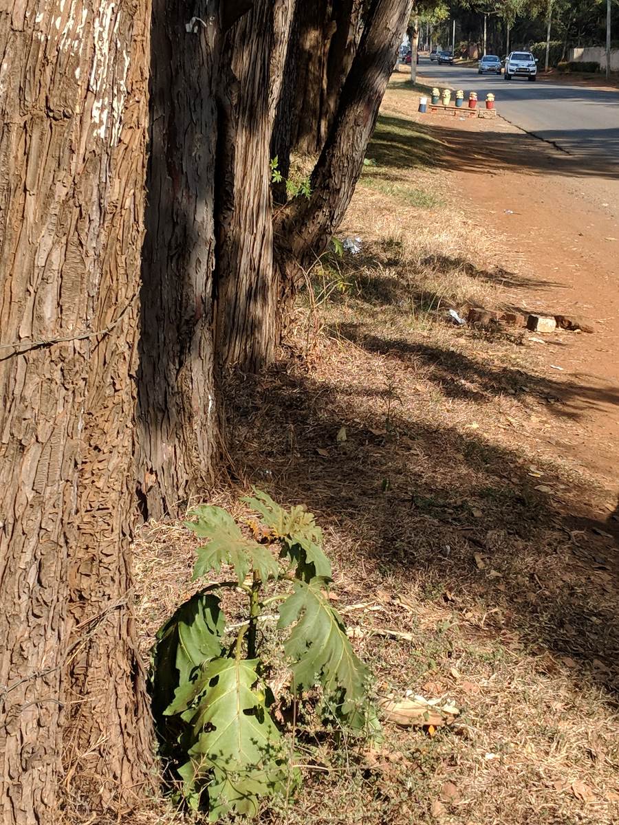Solanum chrysotrichum